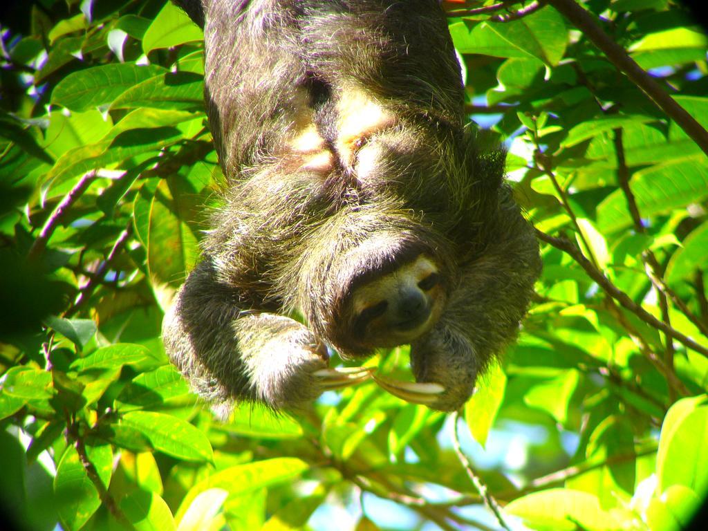 Gamboa Rainforest Reserve Eksteriør bilde